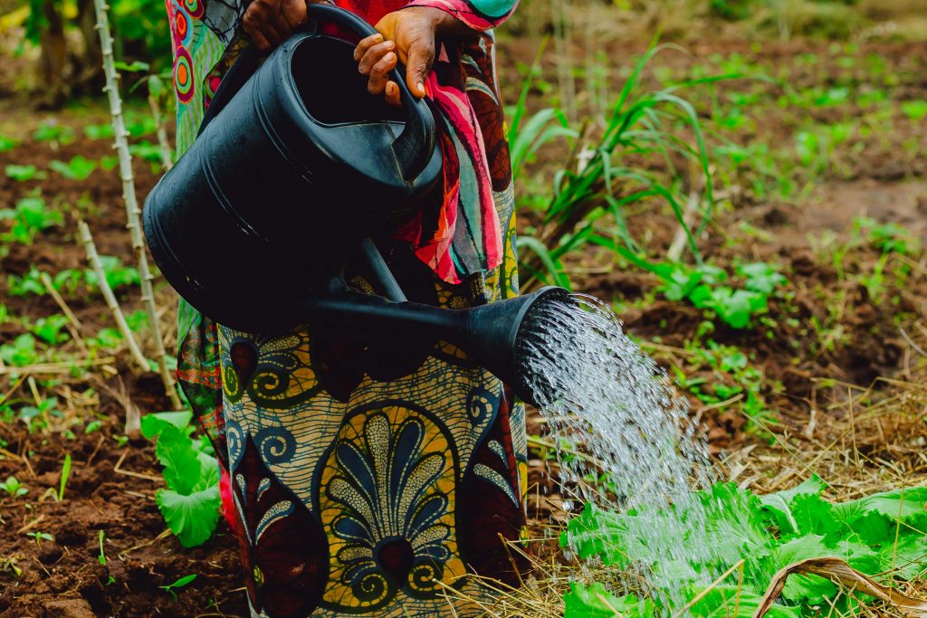 Vegetable Farming